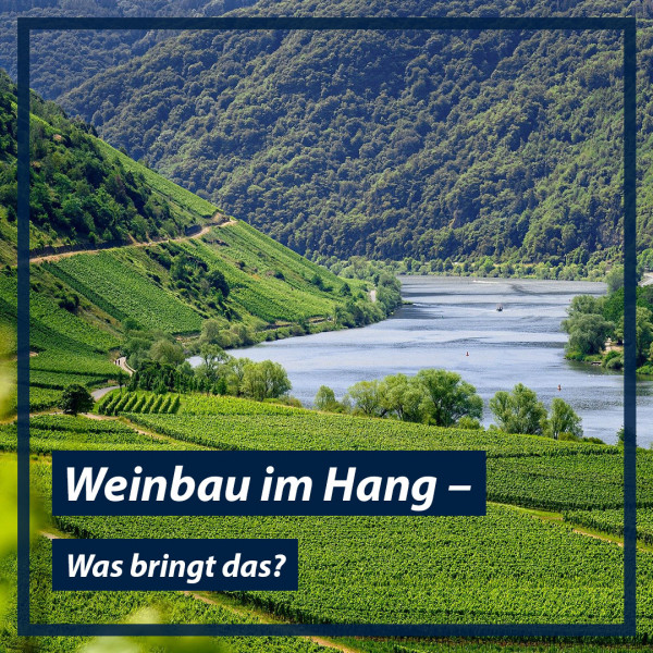 Weinbau-im-Hang