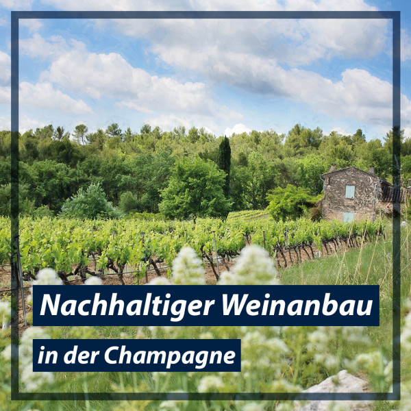 nachhaltigkeit-in-der-champagne