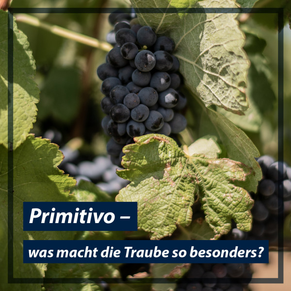 was-primitivo-besonders-macht_