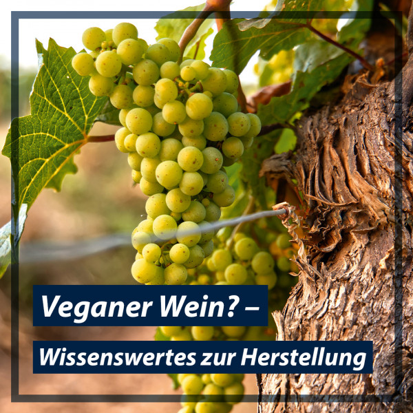 blog-teaser-bild_veganer-wein