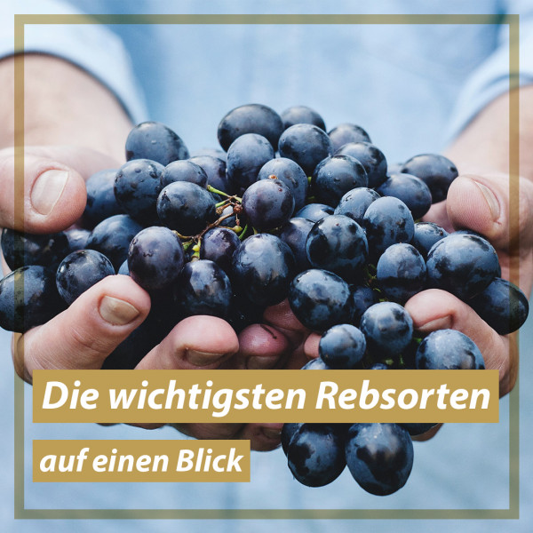 bekannteste-rebsorten