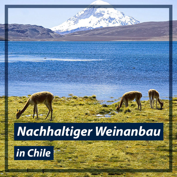 Nachhaltiger-Weinanbau-in-chile